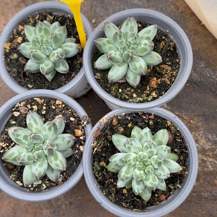 白体伊卡鲁斯四颗量拍985