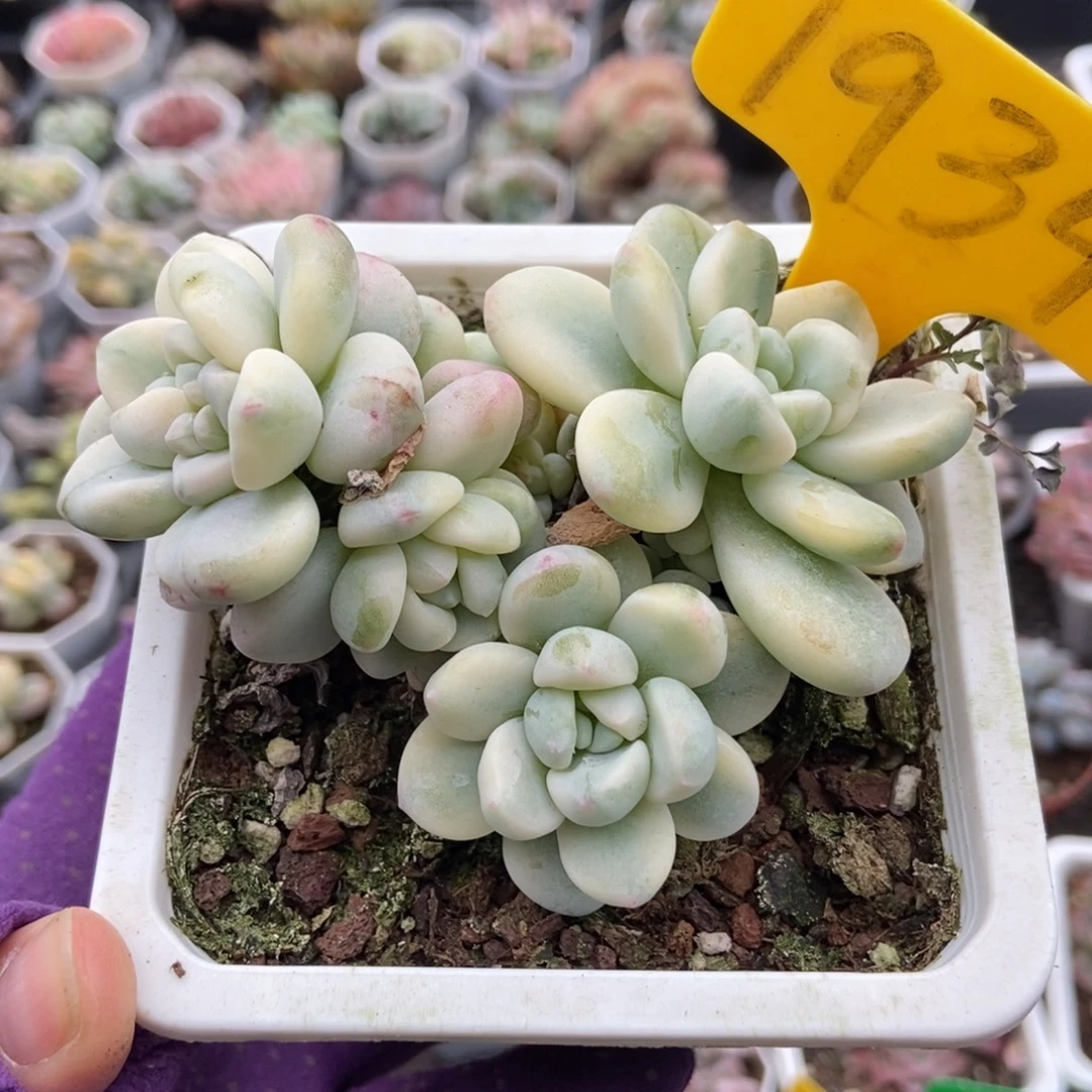 1934劳尔锦多肉植物