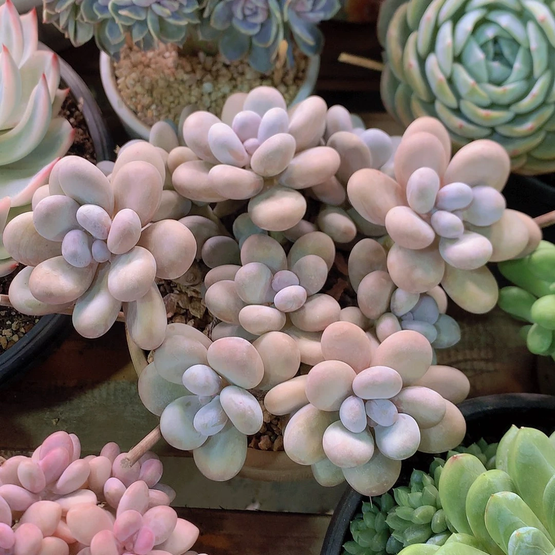 奶酪多肉一物一拍