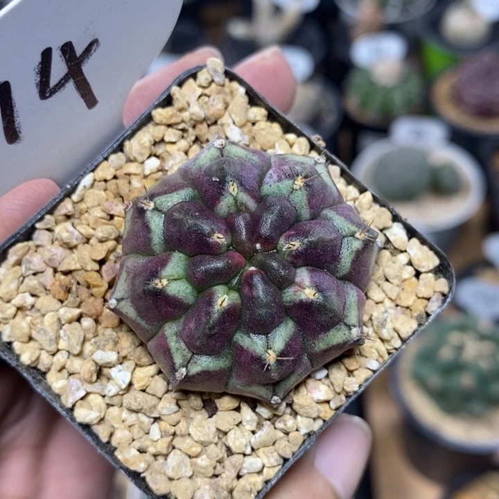 紫皮梦想114号4cm