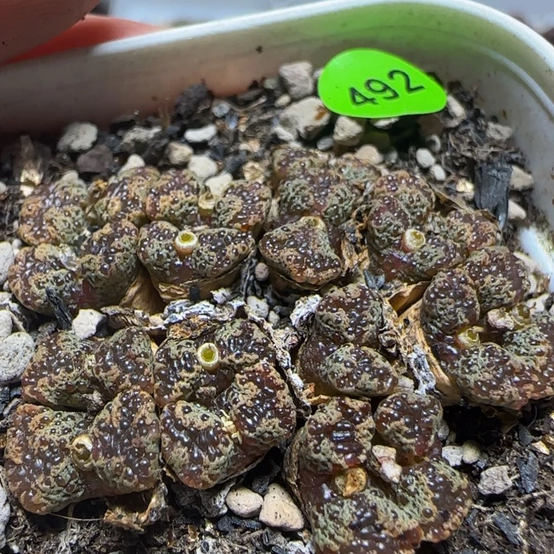 17头泡泡多肉植物492