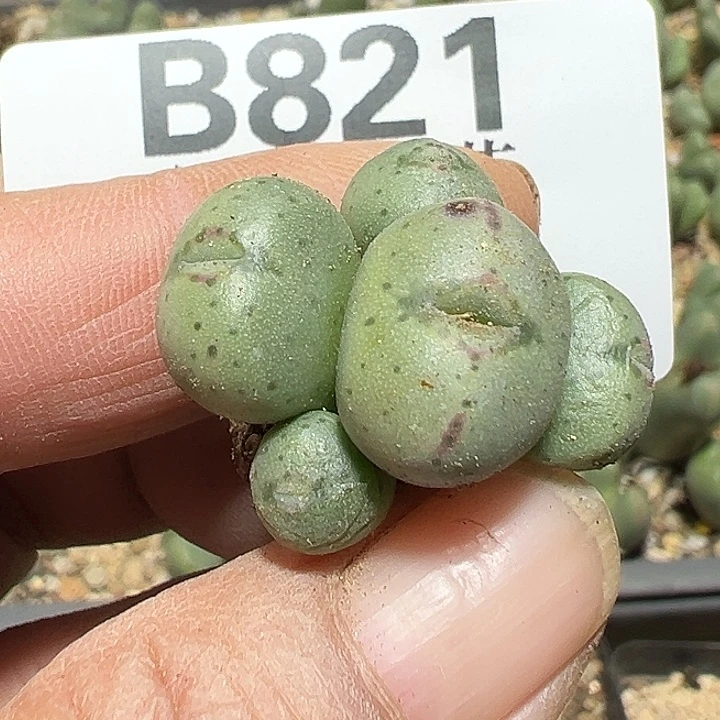 821号少将多肉植物