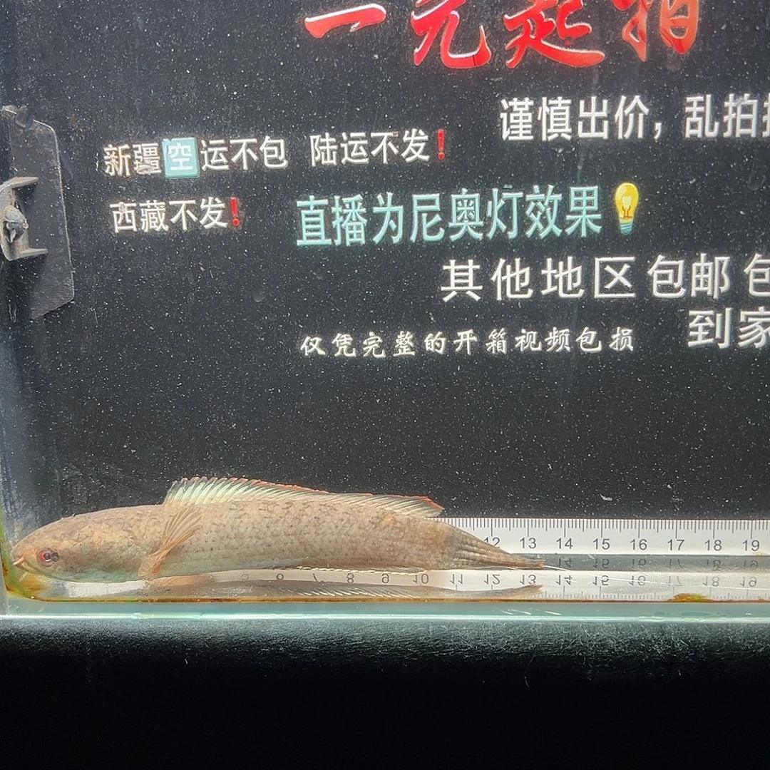 雷龙鱼七星雷龙七星雷龙