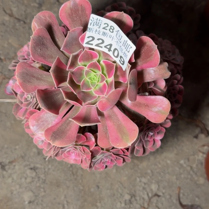 22409南美杜莎多肉植物