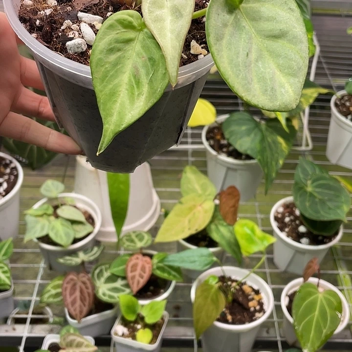 完全开放多头印尼银