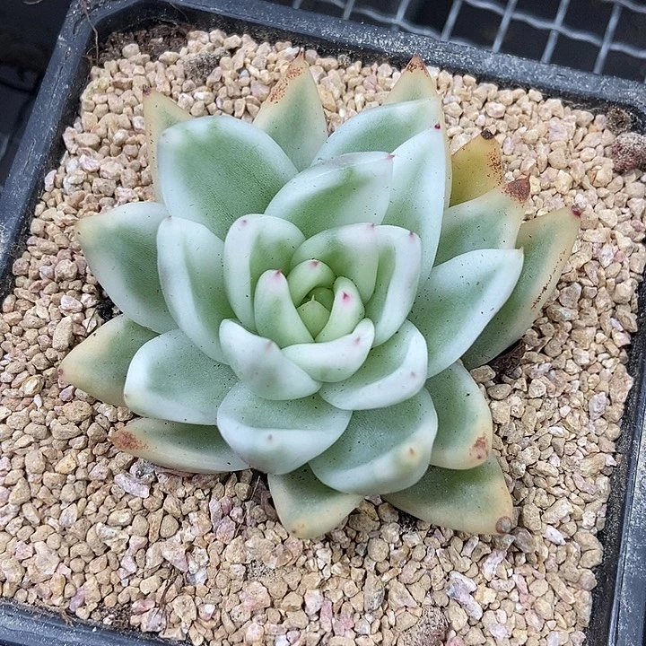 雪白玛丽亚锦多肉