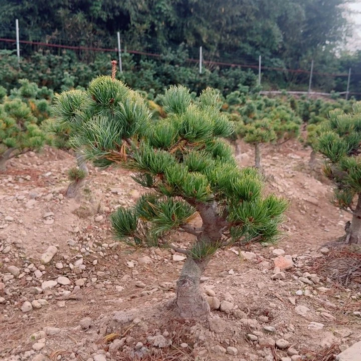 无花朵蓝*星d h j k k