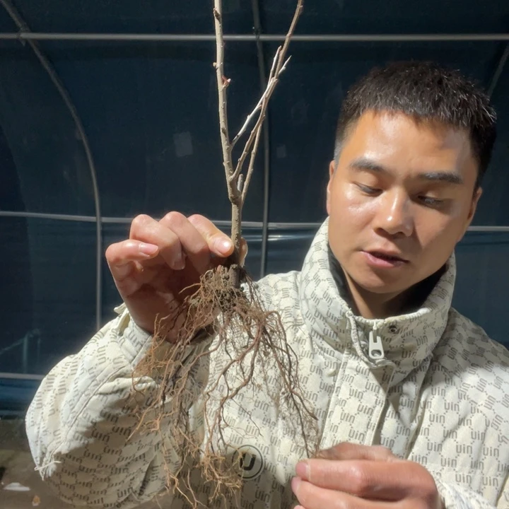 凌之舞海棠花一颗苗