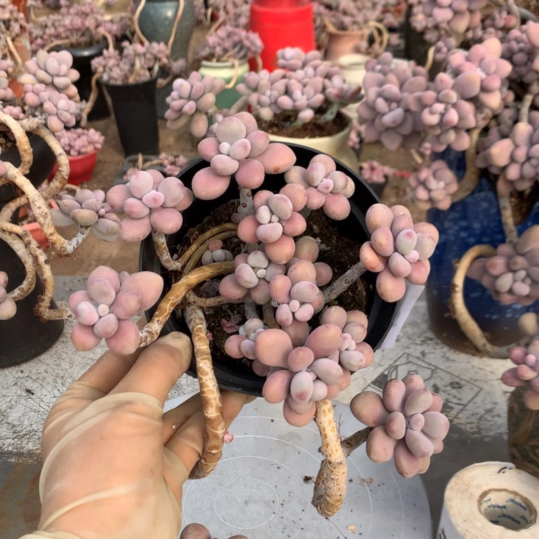 桃蛋老桩不带盆5号