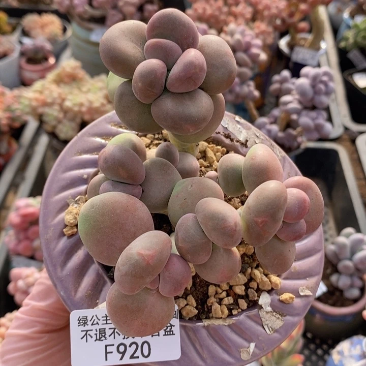 芒果奶8cm920多肉植物