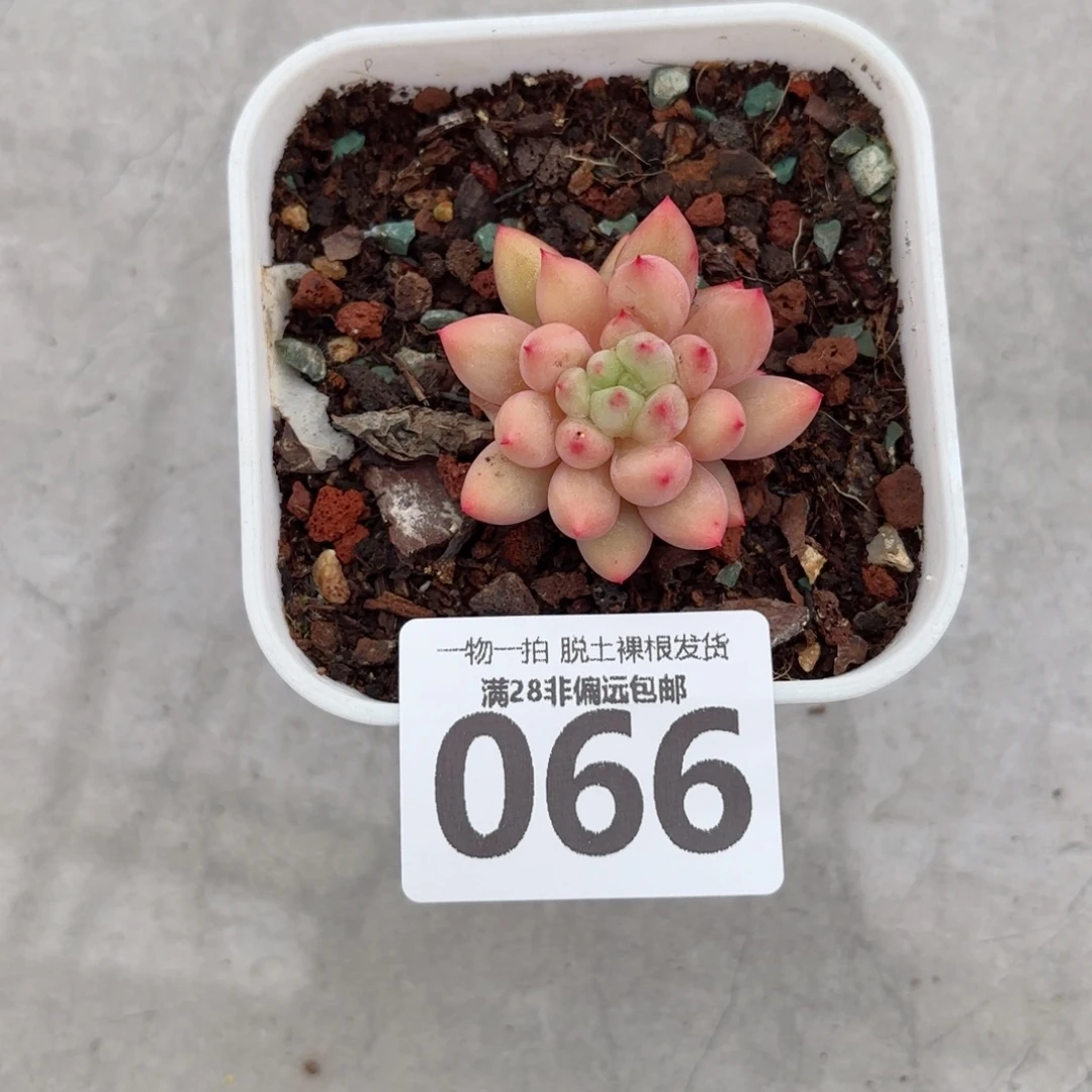 虞美人单头无盆土发货