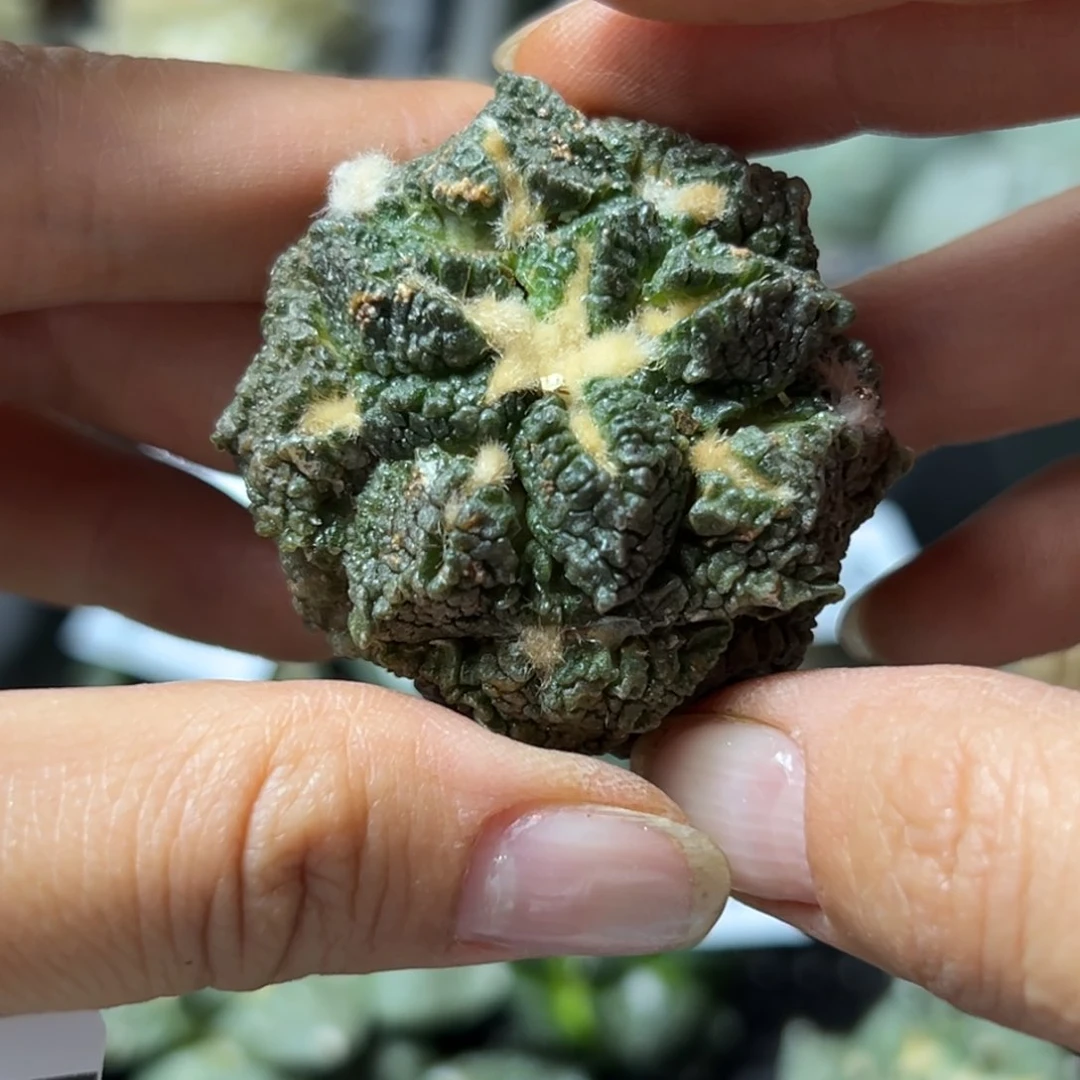 272 有根 仙人球的世界
