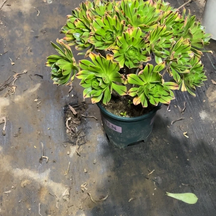 41碧火多肉植物多肉多肉