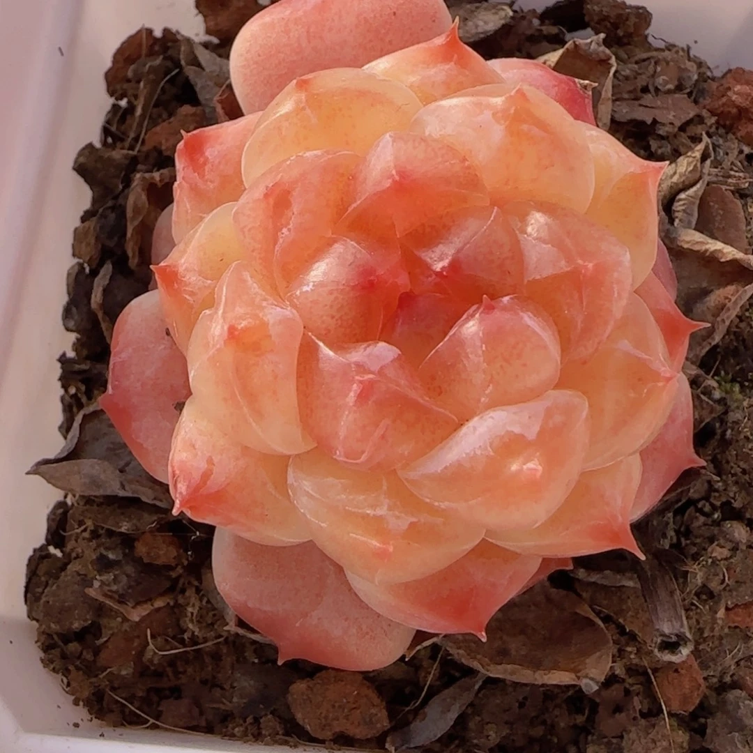 冰魄精控一物一拍
