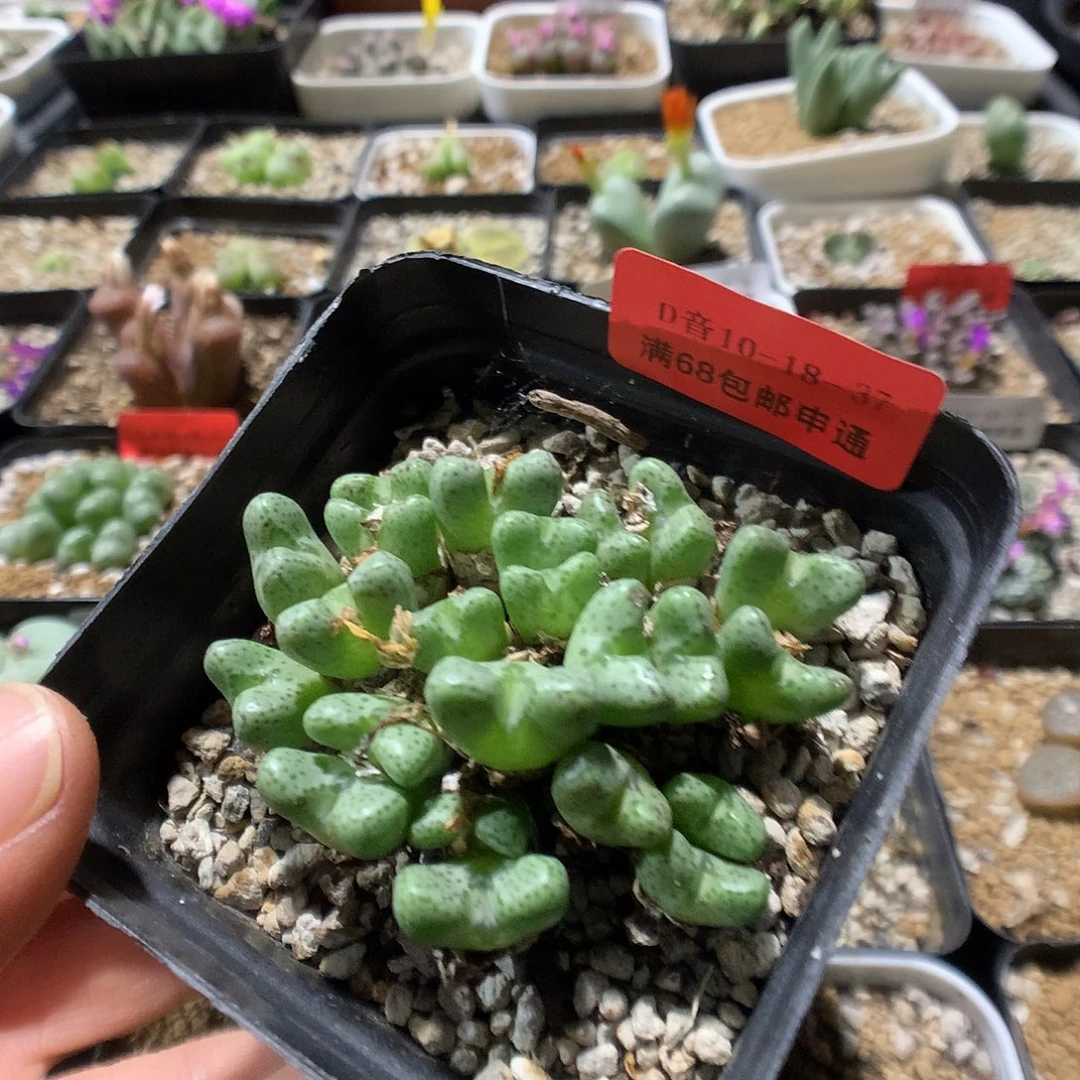 10-18-37    漂亮小t 1群