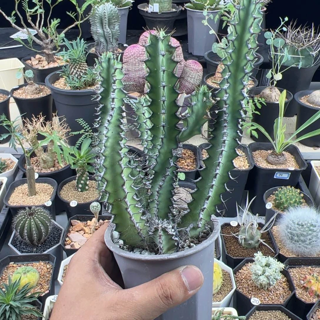 龙角麒麟大戟一物一拍脱土发