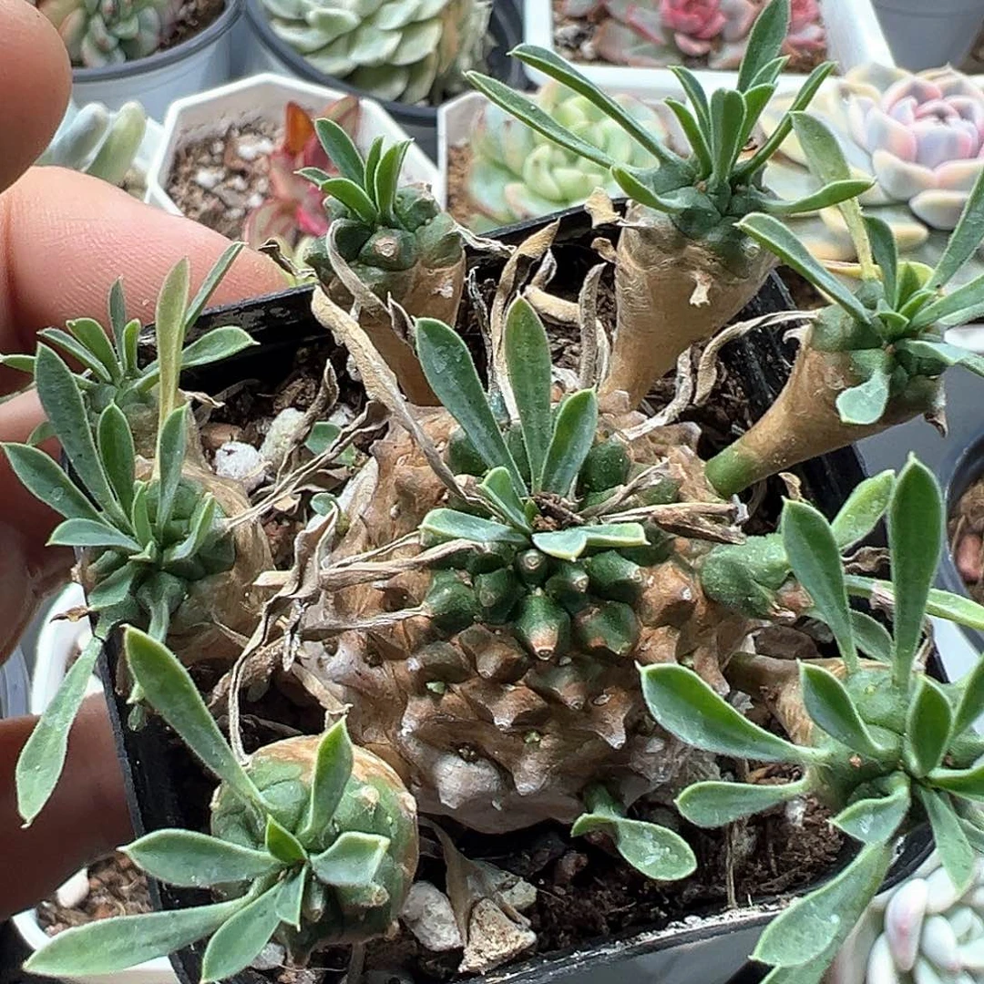 峨眉山  小方花圃一物一拍