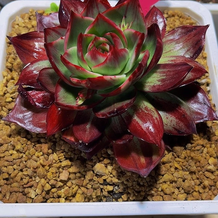 阿*惊鸿仙子多肉植物29.送保温箱