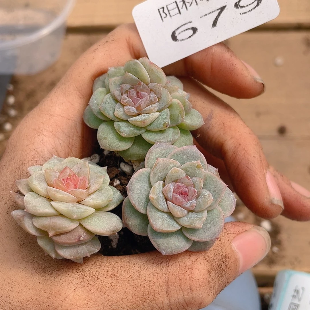 多肉植物多肉植物679