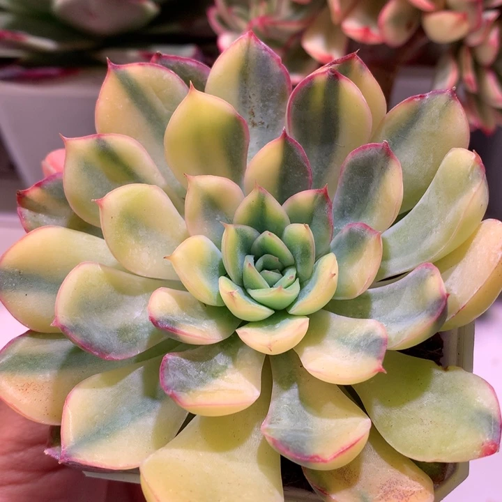 猎户座拉丝锦锦锦锦锦锦