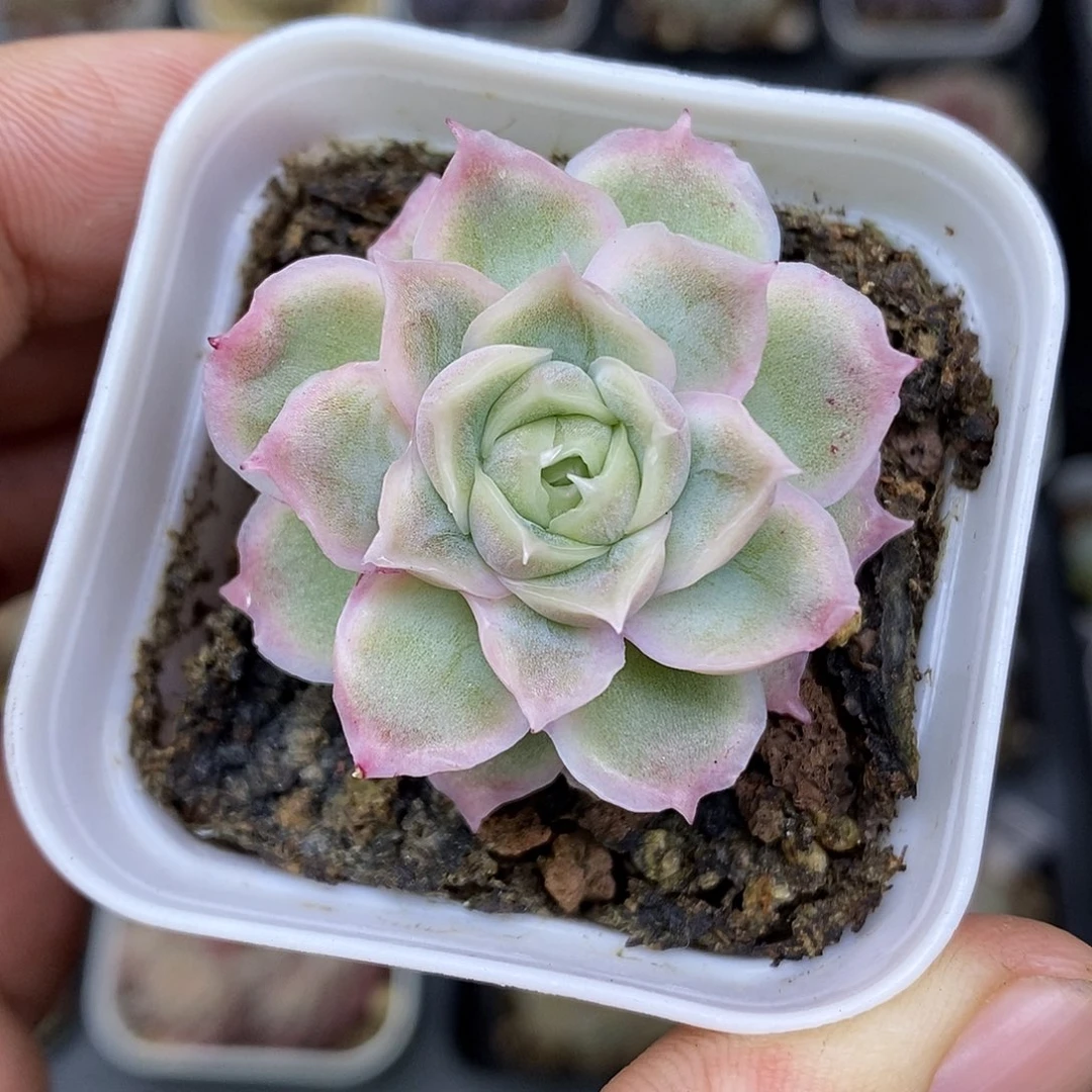 水晶虾饺5厘米盆多肉