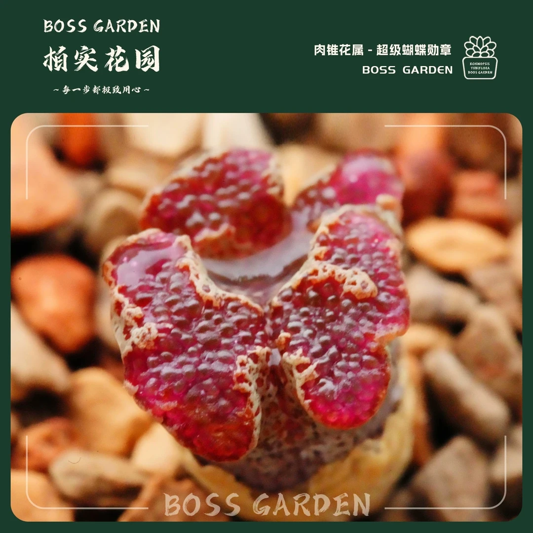 【肉锥超蝶】多肉植物江南超蝶群生好养懒人好养室内盆栽柏实花园