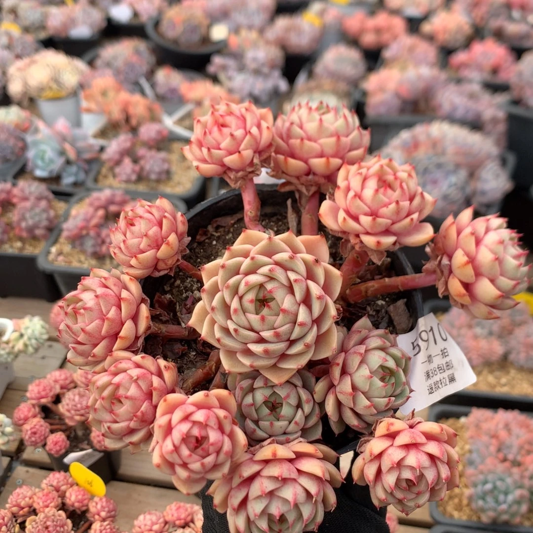 15厘米13头苯巴蒂斯  5910