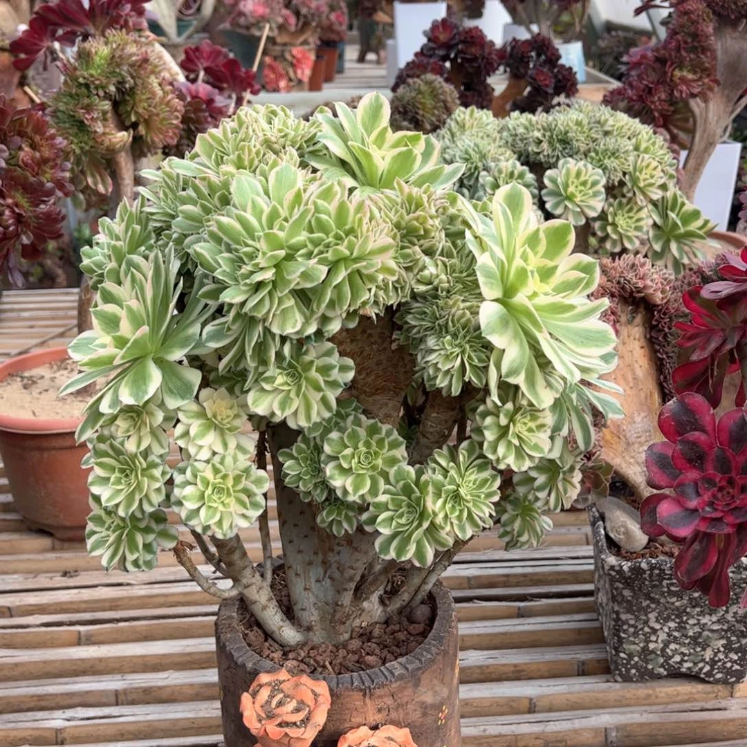 迈巴赫朵朵整版精品福利