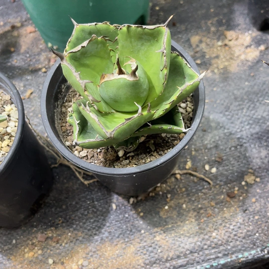 圣剑仁王冠系列量拍