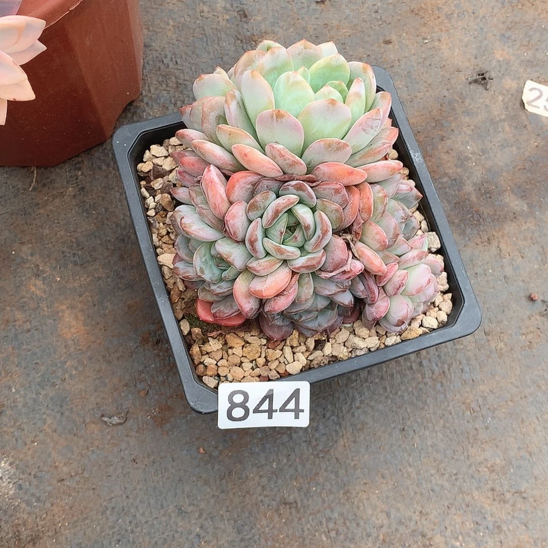 844全明星 一物一拍多肉