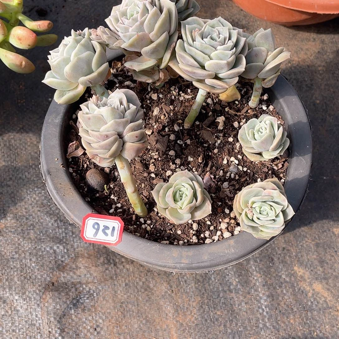 126可爱玫瑰 一物一拍多肉