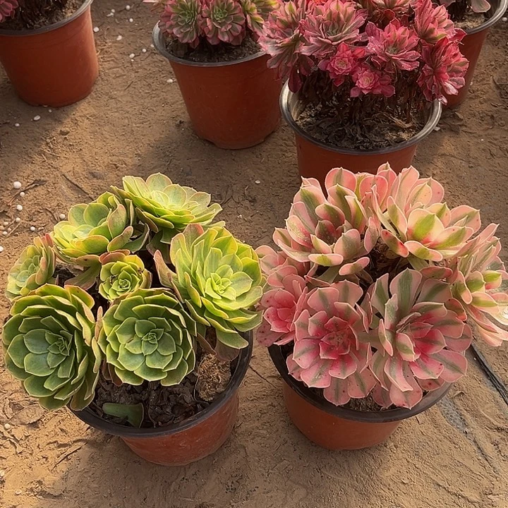 奶白锦粉女巫组合两颗脱土发货