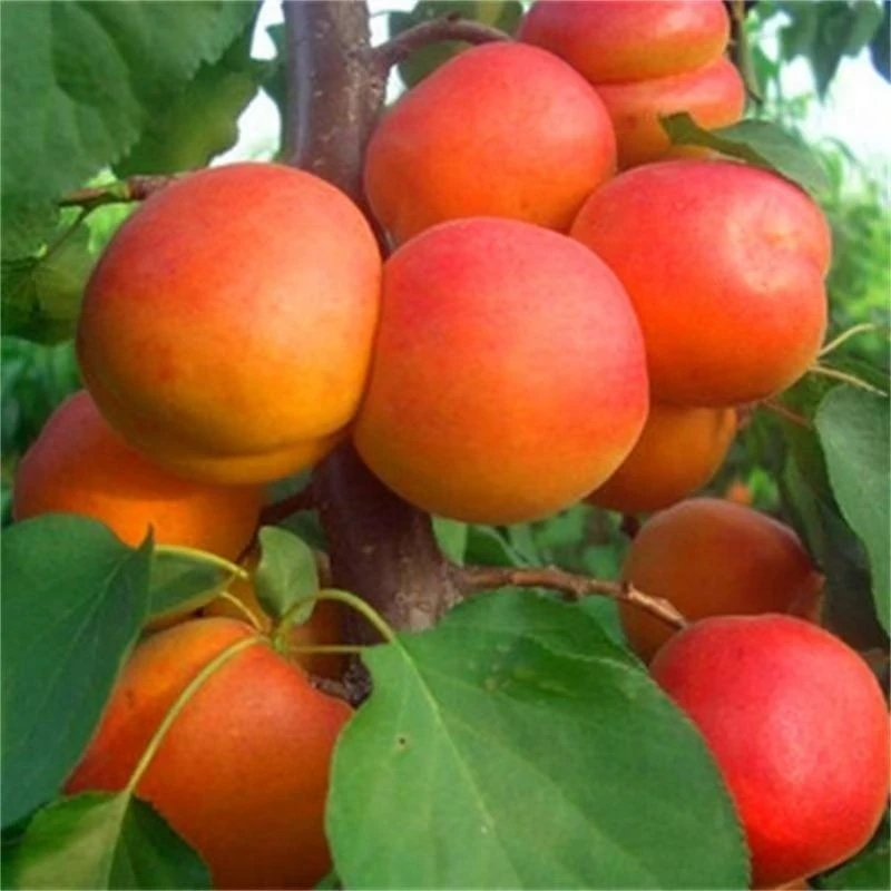 【包赔包退】太行山串红杏新鲜现摘现发2015串枝红杏酸甜应季水果