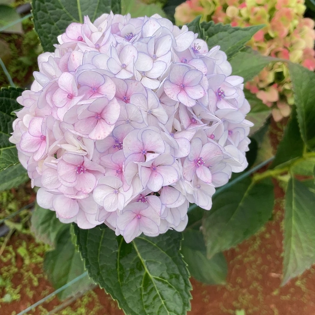 绣球切花一物一拍3枝起包邮，123