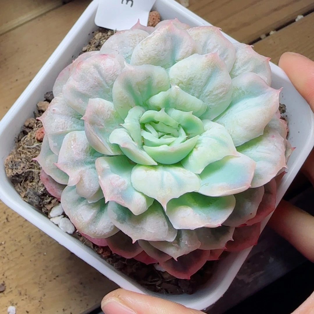 泡泡纱裙，3512多肉植物