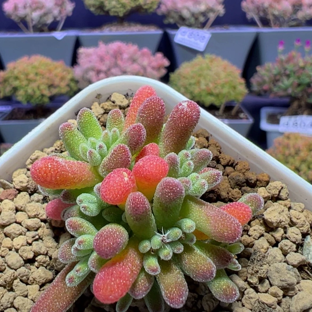 【闪购商品】d768荔枝糯米糍枝干番杏