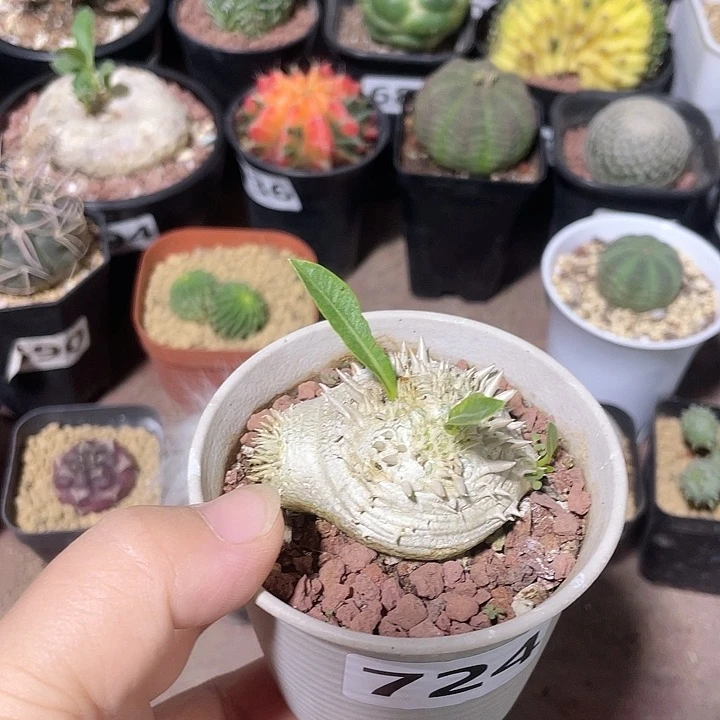 用***9724惠比须笑块根植物