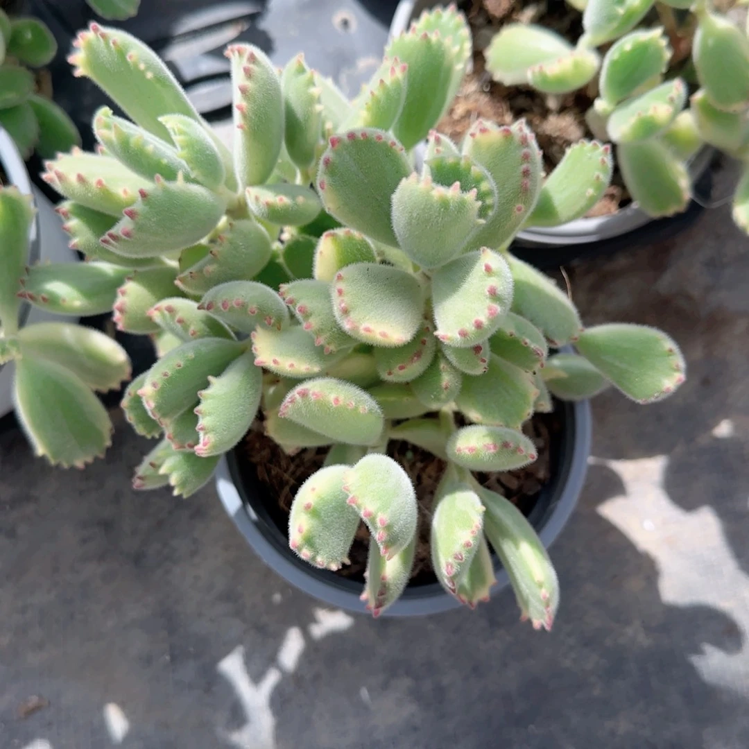 无花朵白熊群生特价多肉