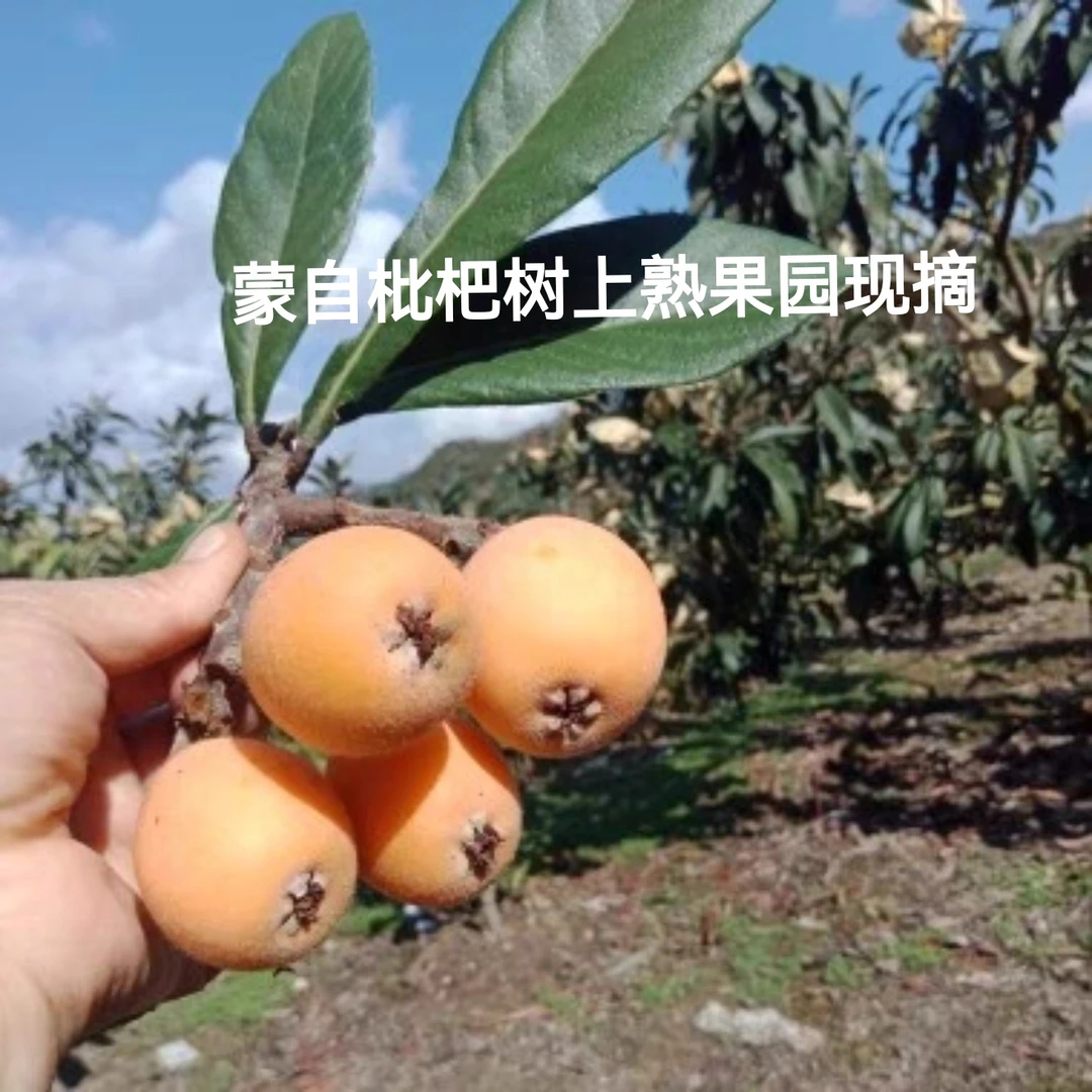 云南蒙自新鲜采摘皮薄多汁甜枇杷当季水果