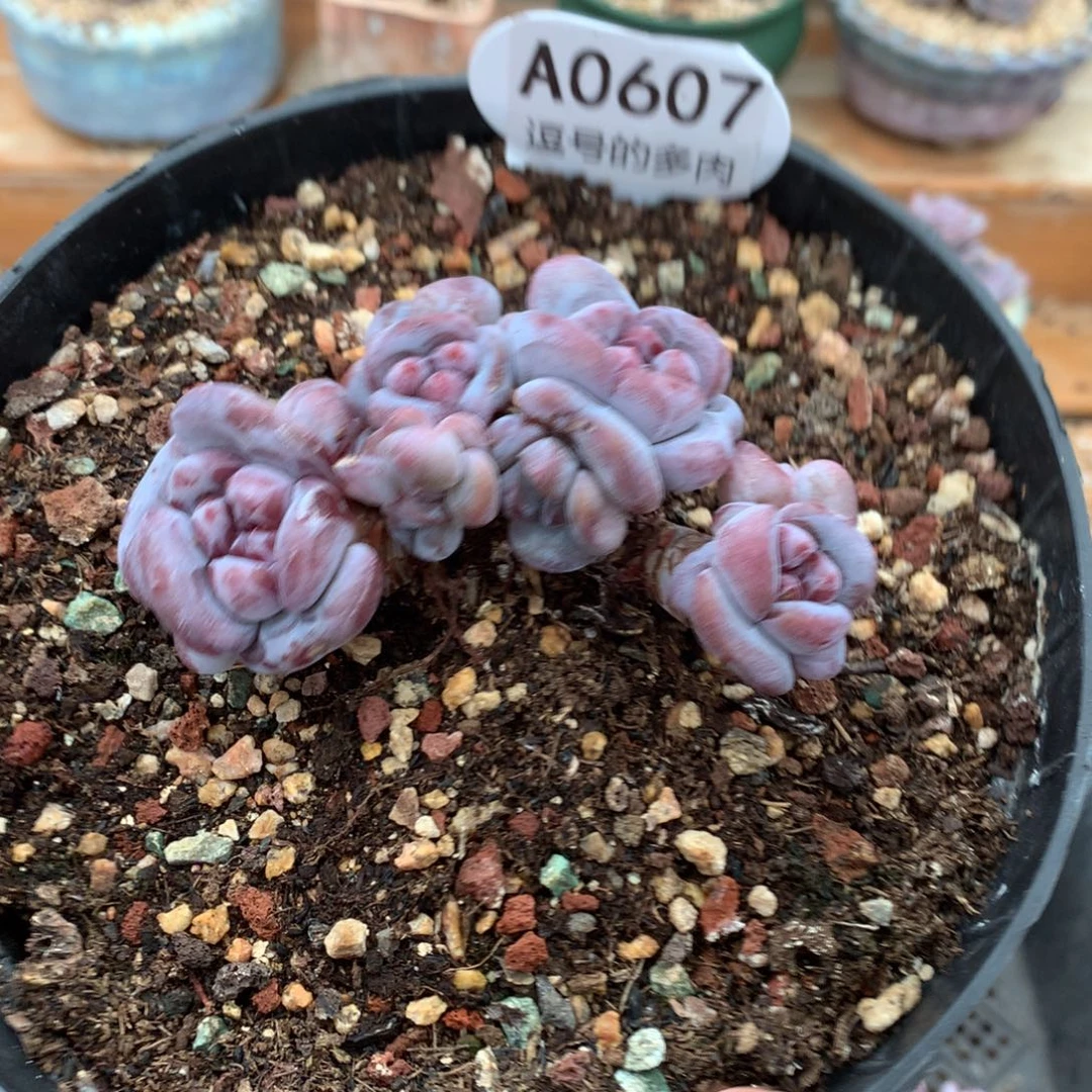 A0607 突尼斯老桩 无砍 8cm