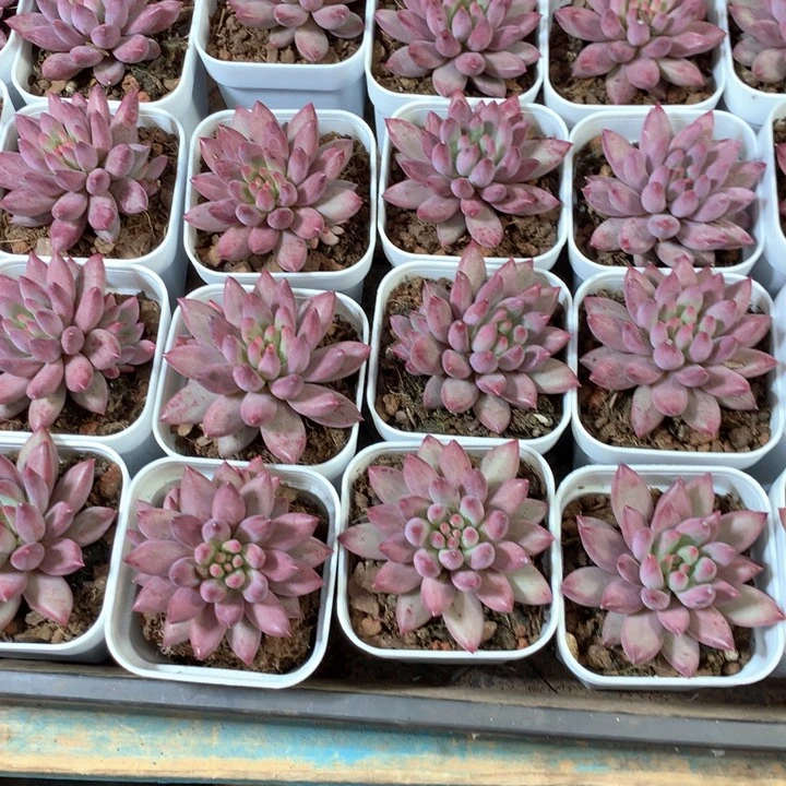 单头虞美人9.9一颗 两单包邮