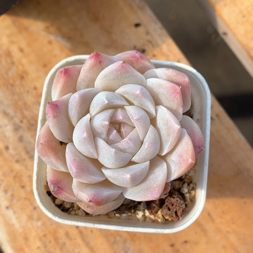 精品多肉一物一拍99