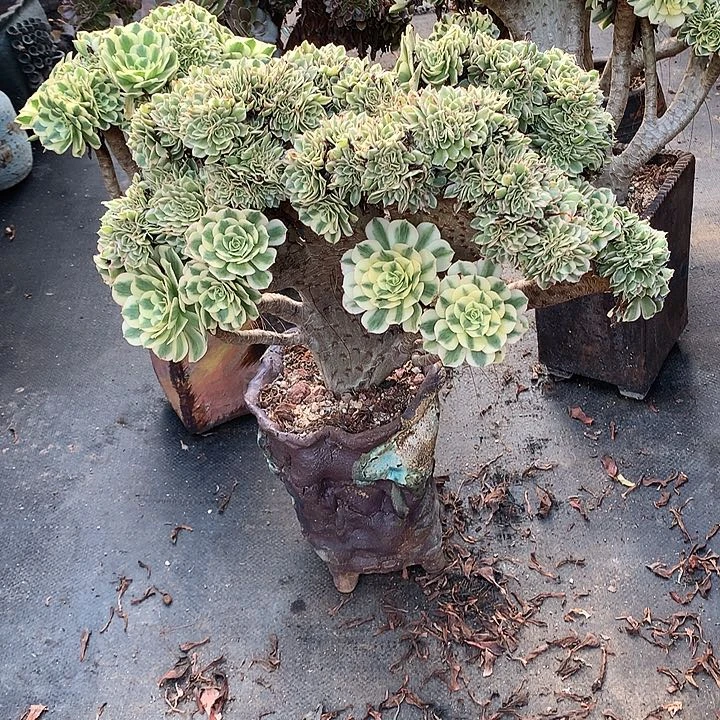 迈巴赫朵朵寄养不发货