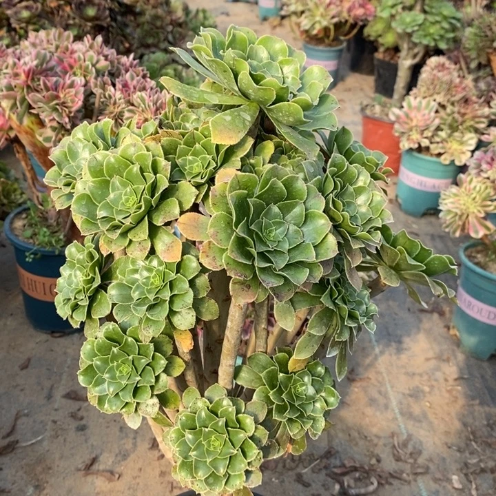 原始绿87多肉植物法师