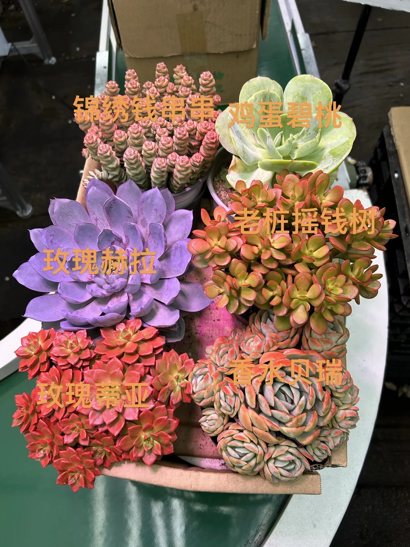 钱多多多肉组合（6盆）带盆土包邮室内外好养绿植盆栽