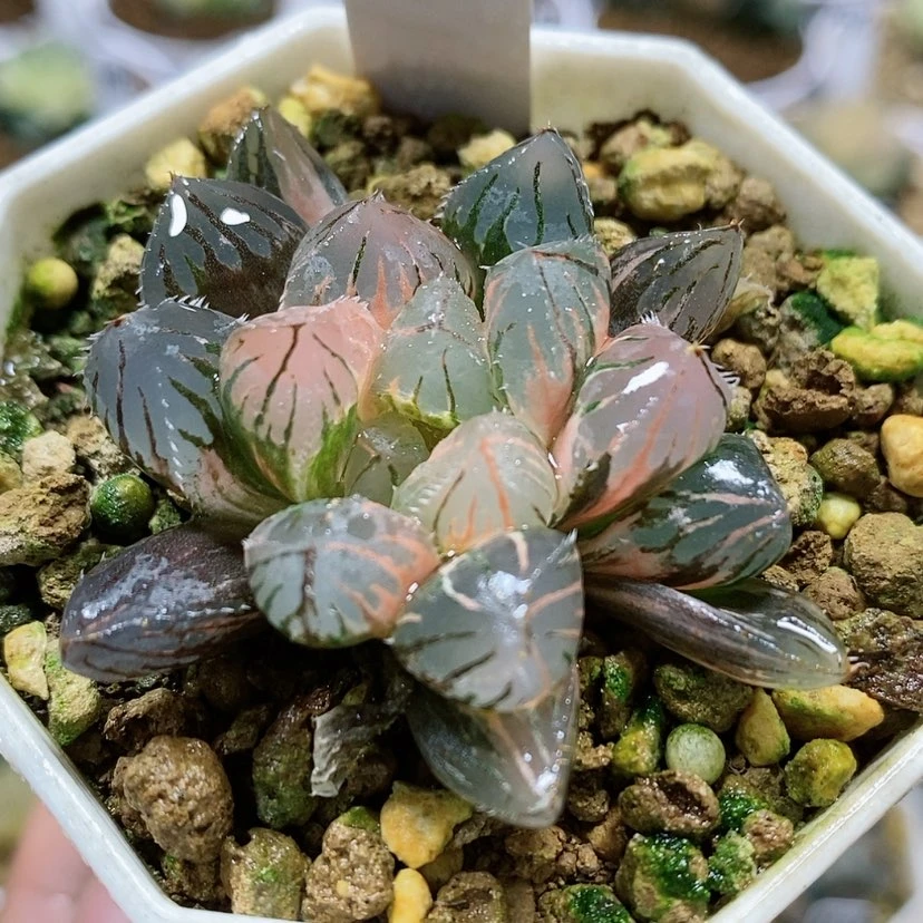 【闪购商品】140 oh玉露