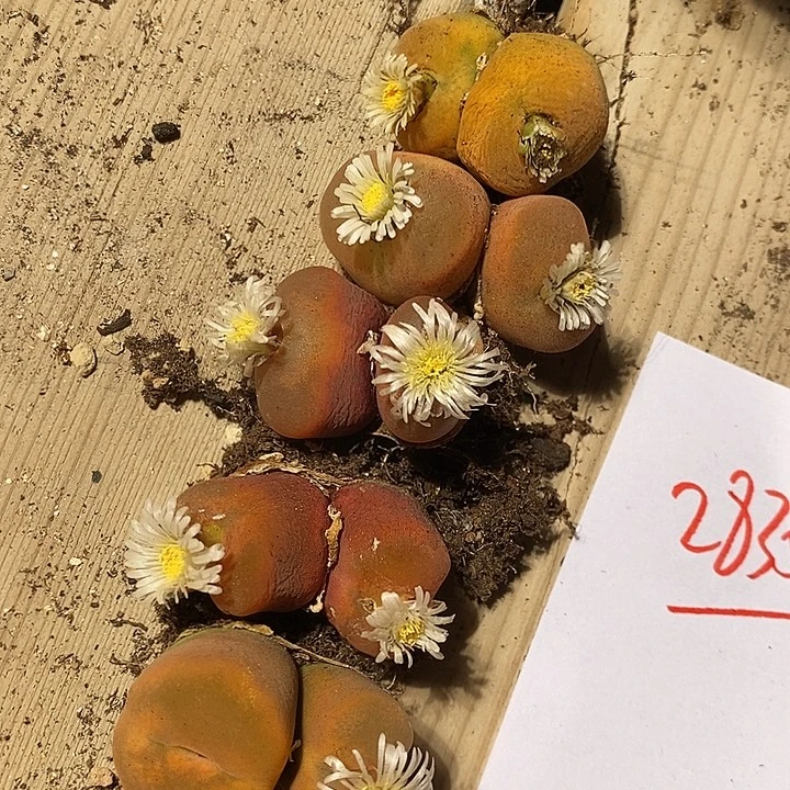 28353。  一组。 福利。