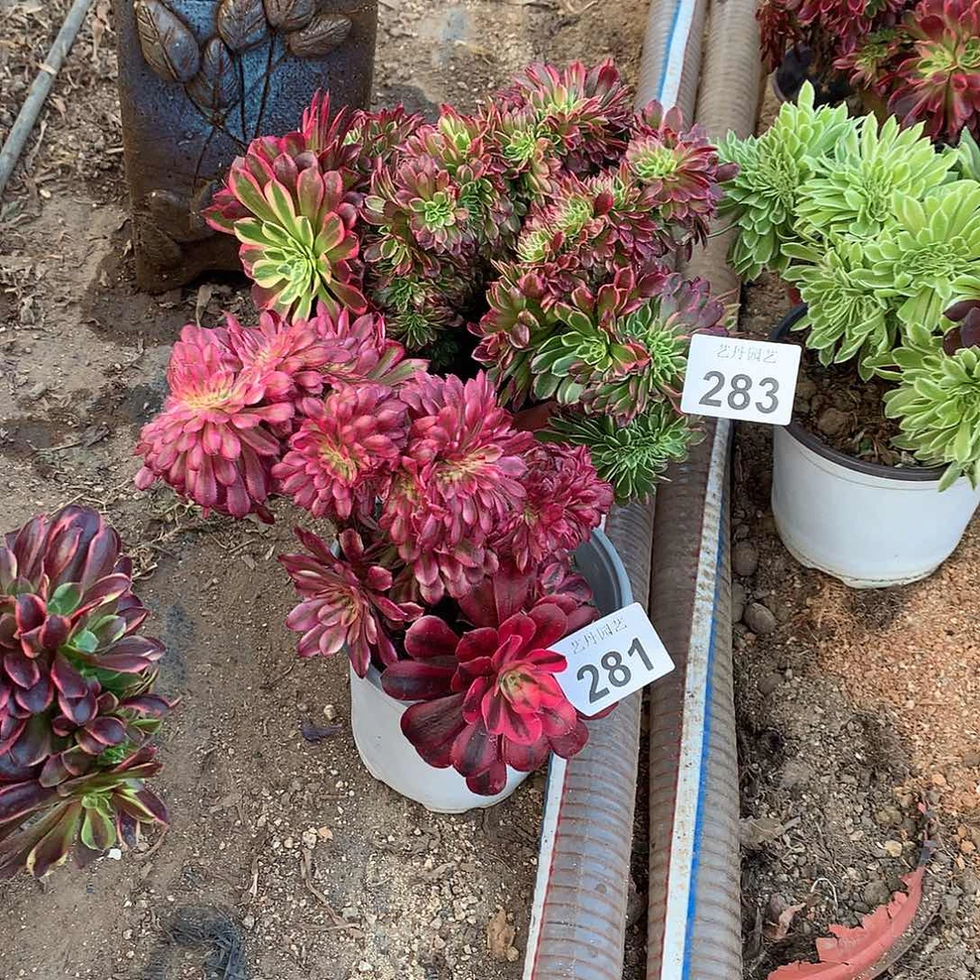 阿*桃281283两颗套餐缀化