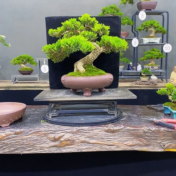无花朵黄杨盆景四季常青不困呢