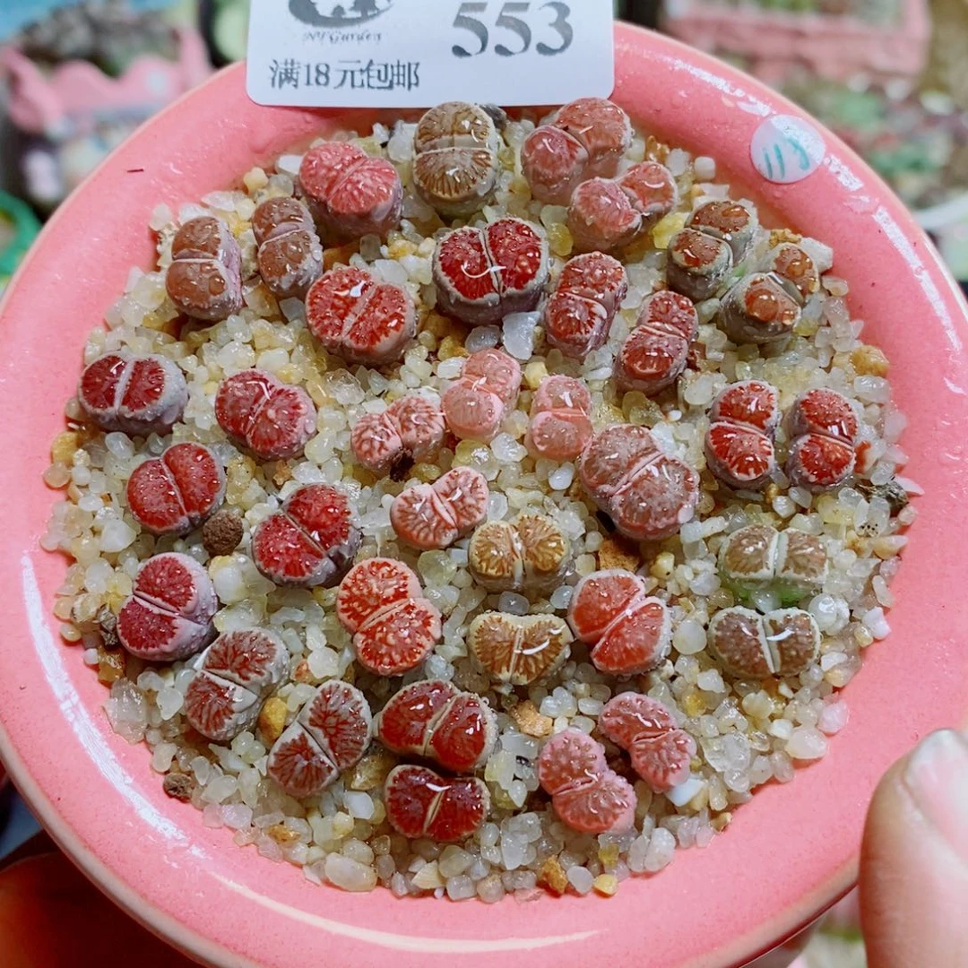 生石花花花花花花553